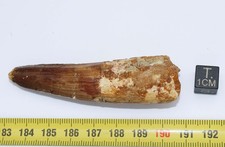 Dent de dinosaure Spinosaurus