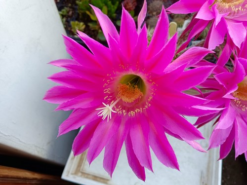 Echinopsis maria piazza - echinopsis, piazza"