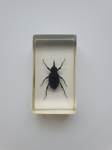 Insecte inclusion résine - ,