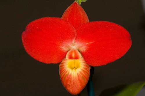 Phragmipedium apple pie 4 - phragmipedium,