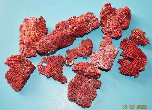 Coral corail 11 - -,