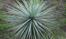 DASYLIRION "Lucidum", pot