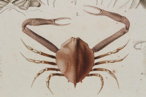 Crustaces gravure règne - gravure,