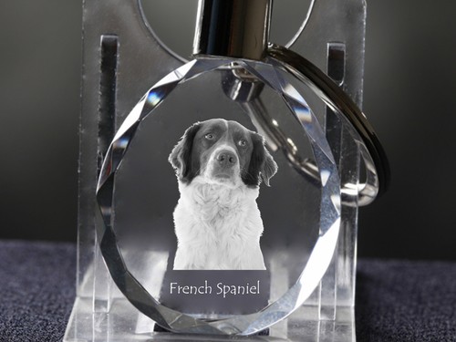 épagneul français - Épagneul,