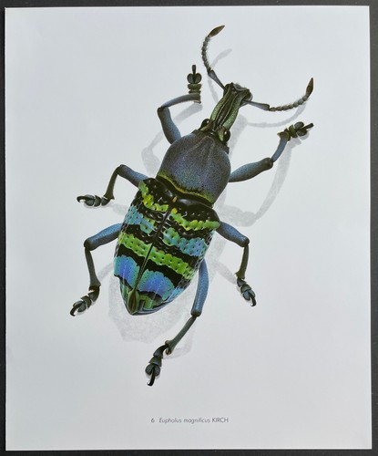 Entomologie eupholus - entomologie,
