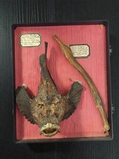 Cabinet de curiosités vintage