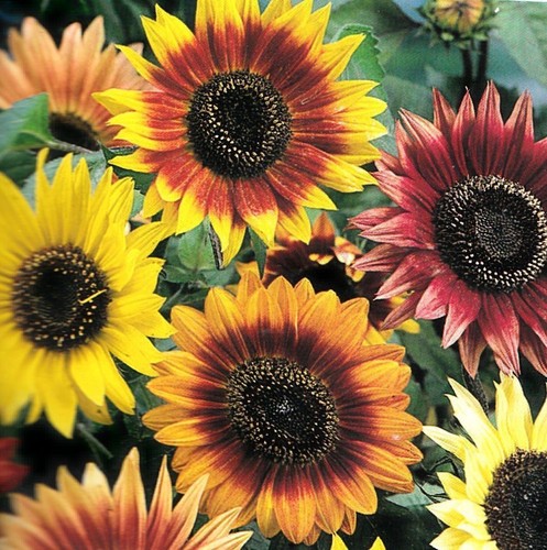 Lot graines soleil - 10,