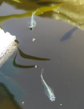 Medaka Oryzias Latipes oeufs