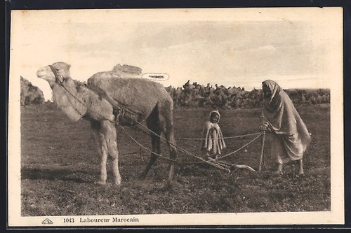 Travailleur agricole marocain
