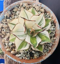 AGAVE TITANOTA "JADE CICADA