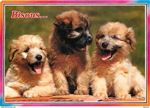 Carte postale animaux - carte,