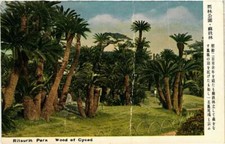 CPA AK Ritsurin Park Wood of Cycad JAPAN (725997)