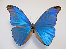 Entomologie Morphinae Morpho