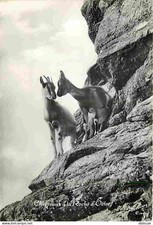 Carte Postale - Animaux -