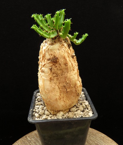 Euphorbia stellata - euphorbia,