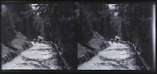 Promenade dans une Forêt c1930 Photo NEGATIVE Plaque de verre Vintage VR16L8n9