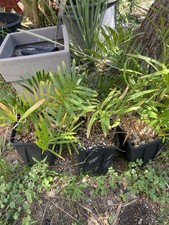 Zamia Integrifolia ´Palatka Giant’.