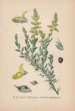 Allemand Genêt (Genista