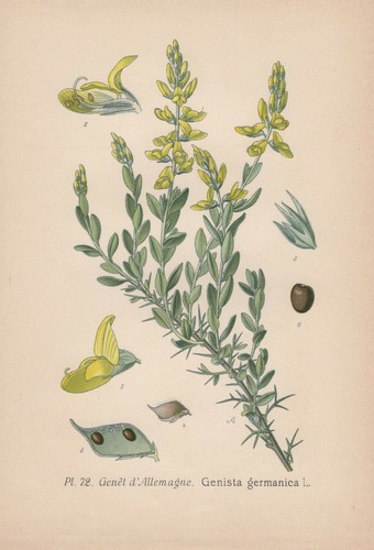 Allemand genêt genista - allemand, (genista