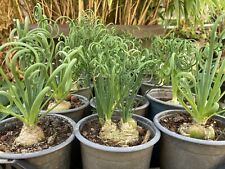 Albuca Spiralis 20 Graines