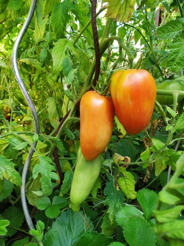 Graines tomate cornue - ☺20, de