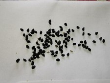 Poireaux Perpétuels (60 graines ) 