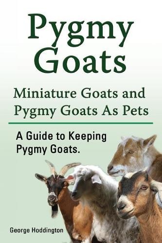 George hoddingt pygmy goats - george,