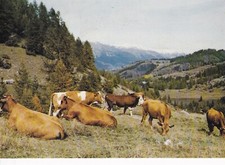 Carte postale 10x15cm postcard MONTAGNE-DE-CROTS vache alpage Gd Cabane écrite