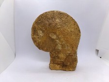 Une ammonite de 9,7 cm sur