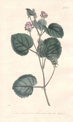Psoralea corylifolia babchi - psoralea,