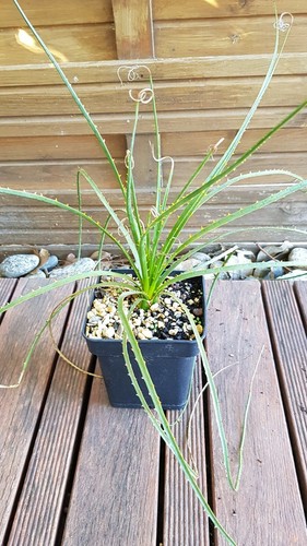 Dasylirion glaucophyllum - dasylirion, "glaucophyllum"