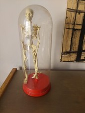 PETIT SQUELETTE ANATOMIQUE PAR