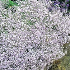 Gypsophile Gypsophila
