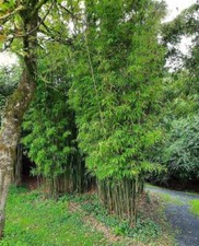 7 Graines de Fargesia Fungosa, Bambou Chocolat, Bambou non traçant