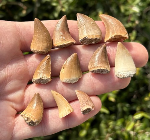 Fossil mosasaur teeth - fossil, per