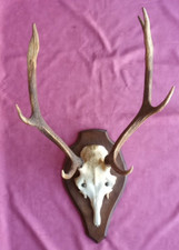 Superbe trophée massacre de cerf 65 cm
