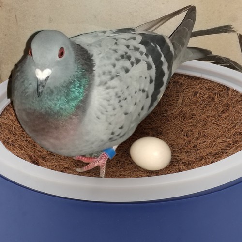 Sets accessoire pour - 2, pigeon