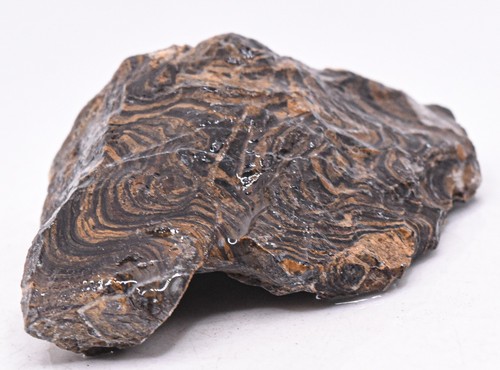 125g stromatolite fossile - 125g,