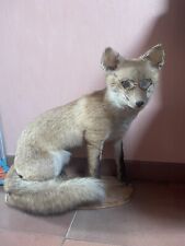 Rennard Naturalisé Ampaillé