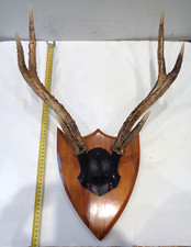Trophée de chasse, Bois, Corne de Cerf monté sur un écusson en bois.