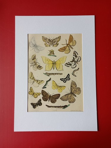 Chromolithographie originale - chromolithographie,