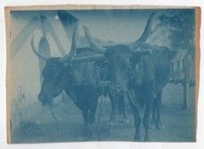 photo anonyme cyanotype 1900
