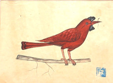 Aquarelle ornithologique - aquarelle,