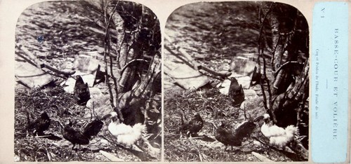 Stereoscopic cardboard view