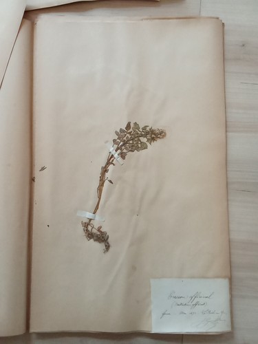 Ancien herbier botanique - herbier,