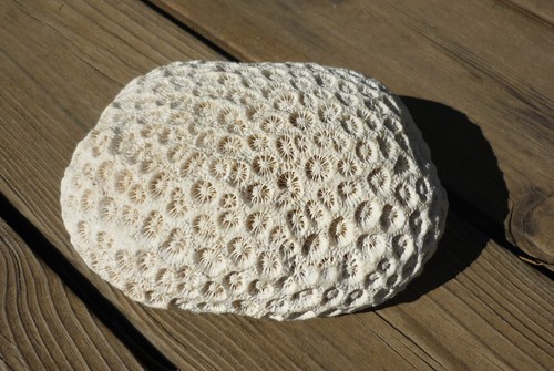 Corail cerveau coquillage - corail,