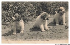 CD-BFP1-0911-CHIEN - Petits chiens de montagne du chenil-club d'argelès