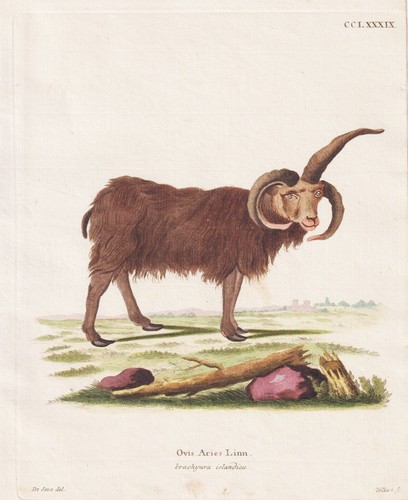 Jakobsschaf mouton jacob - jakobsschaf,