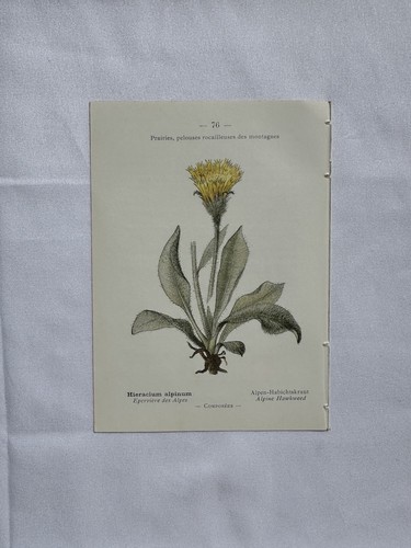 Planche botanique histoire - planche,