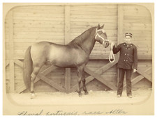 Cheval Portugais, race Alter